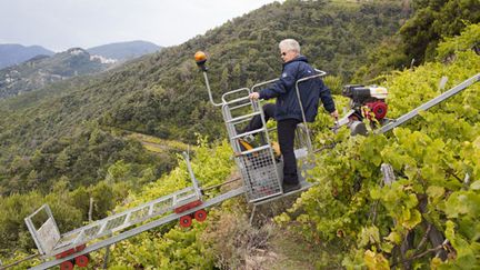 Les vendanges sont vertigineuses tant les pentes sont raides (Géo  icel Borzoni)