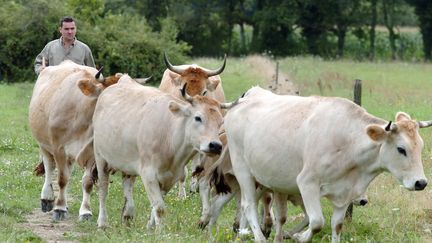 Un éleveur avec ses vaches dans un champ. (FRANK PERRY / AFP)