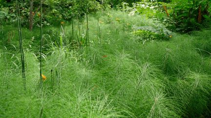 La prêle des champs (Equisetum arvense) est une super colonisatrice.&nbsp; (ISABELLE MORAND / RADIO FRANCE / FRANCE INFO)