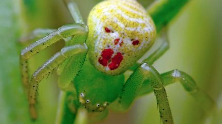 Cette araign&eacute;e qui ressemble &agrave; un clown a &eacute;t&eacute; photographi&eacute;e en Ukraine, f&eacute;vrier 2013. (RYABOV / CATERS NEWS AGENCY / SIPA)