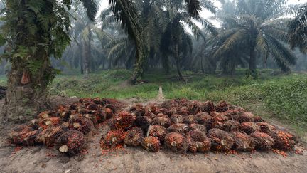 Une plantation de palmiers à huile en Idonésie (ADEK BERRY / AFP)