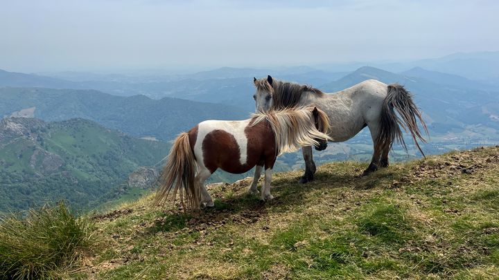 En chemin, Cécile a croisé bon nombre d'animaux dont des chevaux. (CECILE CARNIMOLLA MAILHOS)