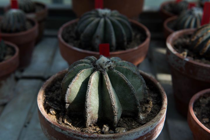 Saisie de cactus rares conservés aux serresdu MHN à l'arboretum de Chèvreloup (Douanes françaises)