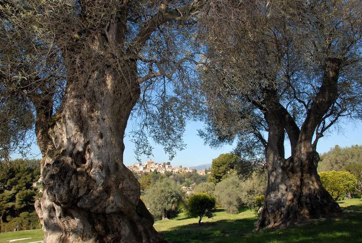 Les oliviers du domaine des Collettes, dernière résidence de Renoir, à Cagnes-sur-Mer
 (Ville de Cagnes-sur-Mer)