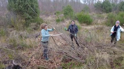 Environnement : à Fontainebleau, des bénévoles tentent de sauver la forêt des espèces invasives (France 2)