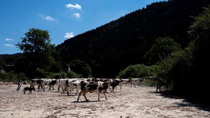 Des vaches marchent sur la rivière du Doubs à&nbsp;Maisons-du-Bois-Lievremont, sous un soleil de plomb, le 31 juillet 2020. (SEBASTIEN BOZON / AFP)