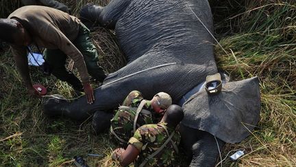 Un éléphant équipé d'un système de positionnement géographique. Le collier GPS qu'il porte permet de suivre ses déplacements dans l'immense parc national de la Garamba. (Photo AFP/Tony Karumba)