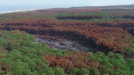 Forêts : le projet de replanter un milliard d'arbres en dix ans est-il réaliste ?