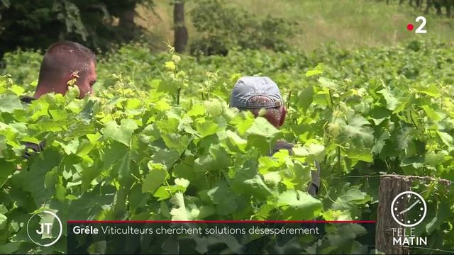 Haute-Garonne : des vignobles du frontonnais détruits par les orages et les tempêtes de grêle