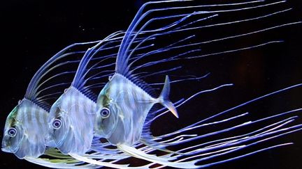 Carangues a plume de l'aquarium Mare Nostrum
 (IP3 PRESS/MAXPPP)