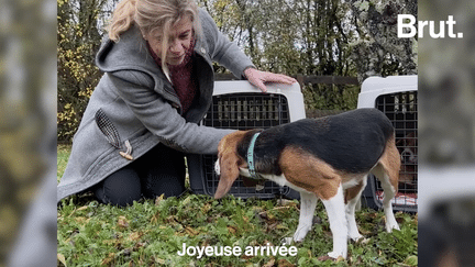 VIDEO. Elle libère des chiens beagles élevés en laboratoire