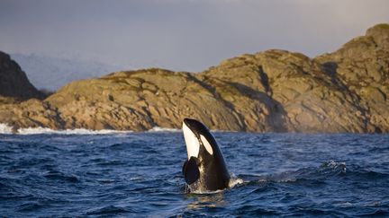 Une orque en Norvège, le 3 décembre 2021.&nbsp; (FRANCO BANFI / BIOSPHOTO / AFP)