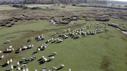 Manche : le havre de la Vanlée, une zone sauvage et un paradis pour les brebis