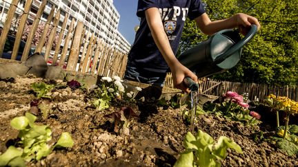 Un enfant arrose les plants de fruits et légumes dans un jardin partagé à Rennes. (MARTIN BERTRAND / HANS LUCAS)