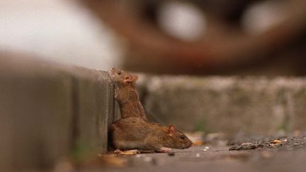 Des rats dans une rue d'Auckland (Nouvelle-Zélande). (ROSS LAND / HULTON ARCHIVE)