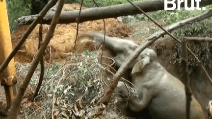 Au Sri Lanka, sauvetage d’un éléphant piégé dans la boue.