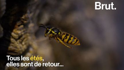 Elles nous agacent, elles nous font peur, on les chasse. Pourtant, elles sont indispensables pour les écosystèmes.