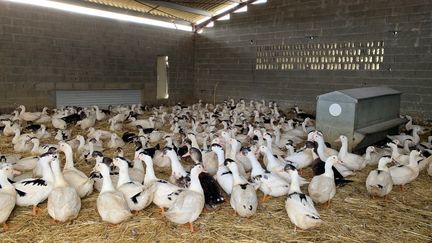 Des canards mis à l'abri l'hiver 2021 dans les Landes, pour limiter les risques de contamination à la grippe aviaire par les oiseaux migrateurs (illustration). (RENAUD BIONDI-MAUGEY / RADIO FRANCE)