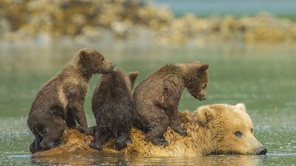 Trois oursons jouent sur le dos de leur m&egrave;re en train de se rafra&icirc;chir dans un lac d'Alaska (Etats-Unis), le 8 septembre 2014. (JON LANGELAND / SOLENT NEWS / SIPA)