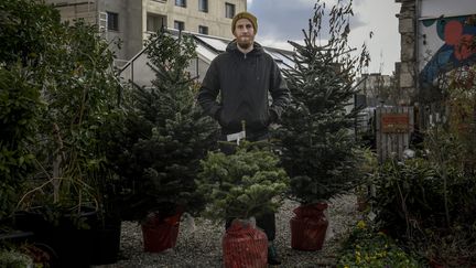 Le créateur de la Société protectrice des végétaux (SPV) Nicolas Talliu pose au milieu des sapins qu'ils proposent à la location pour Noël. (MAXIME JEGAT / MAXPPP)