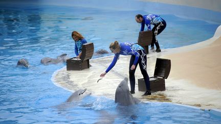 Les huit dauphins et les cinq otaries du Parc seront transférés dans d'autres delphinariums européens. (OLIVIER ARANDEL / MAXPPP)