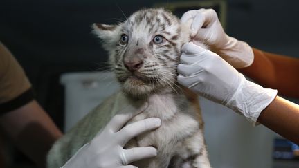 VIDEO. Naissance de deux bébés tigres blancs à Lima