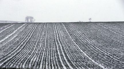 Les champs de l'Artois ont pris une toute autre couleur, dans le Pas-de-Calais. (MAXPPP)