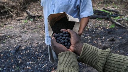 Un ranger&nbsp; de l'organisation Mara Elephant project va disperser des dizaines de graines d'acacia dans une zone de la forêt du Masaï Masa au Kenya victime du travail des charbonniers. (TONY KARUMBA / AFP)