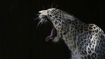 Un l&eacute;opard baille au zoo de Madrid (Espagne), le 23 juillet 2013. ( JUAN MEDINA / REUTERS)