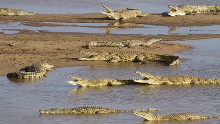 Des crocodiles en Afrique du Sud. (JEAN-JACQUES ALCALAY / BIOSPHOTO / AFP)