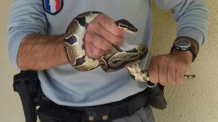 Le python dans les mains du garde de l'ONCFS qui l'a capturé. (Préfecture de la Dordogne-ONCFS)