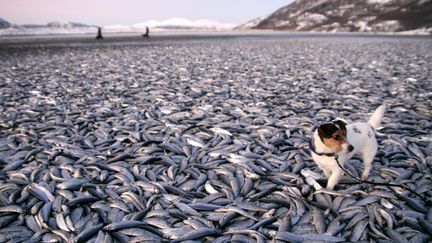 Des milliers de harengs morts &eacute;chou&eacute;s sur la plage de Kvennes (Norv&egrave;ge), le 2 janvier 2012. (SCANPIX / REUTERS)