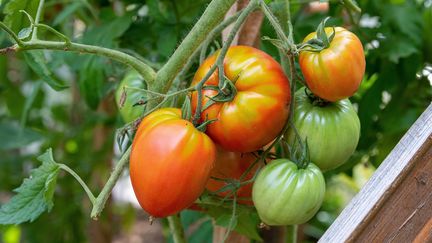 Des tomates Cœur de bœuf dans un jardin en Moselle, le 5 septembre 2019. (YANN AVRIL / BIOSPHOTO)