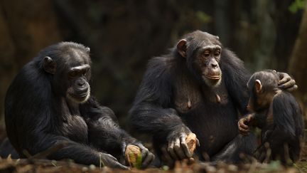 Une famille de chimpanzés dans la forêt de Bossou, en Guinée.&nbsp; (ANUP SHAH / STONE RF)