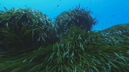 Corse : l'île veut interdire les yachts géants pour préserver la biodiversité