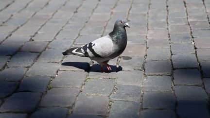 Un pigeon sur la Grand Place à Bruxelles (Belgique), le 30 mai 2020. (ZHENG HUANSONG / XINHUA)