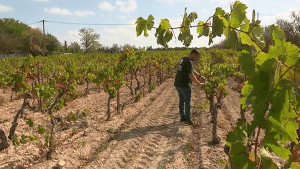 Arrachage des vignes : face au plan proposé par la France à la Commission européenne, les vignerons divisés