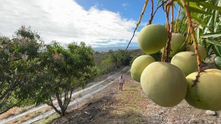 La Réunion : les premières mangues sont récoltées sur l’île (FRANCE 3)