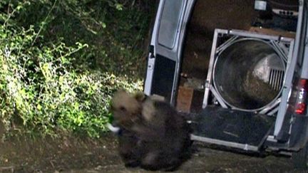 &nbsp; (Balou en 2006 à son arrivée dans les Pyrénées (voir vidéo ci-dessous) © capture écran)