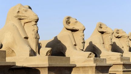 Les sphinx à tête de bélier (criosphinx) du temple de Louxor (Egypte). (FREDERIC SOREAU / PHOTONONSTOP / AFP)