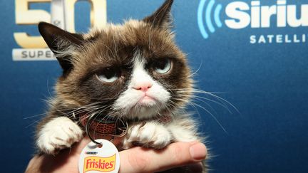 Le chat Grumpy Cat à San Fransisco, le 4 février 2016. (CINDY ORD / GETTY IMAGES NORTH AMERICA / AFP)