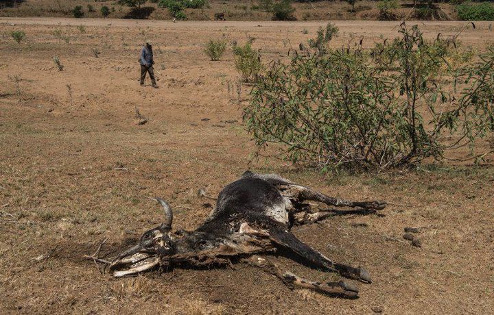 Carcasse d'une vache victime de la sécheresse au nord-ouest de Durban (Afrique du Sud). (AFp/ Mujahid Saflodien)