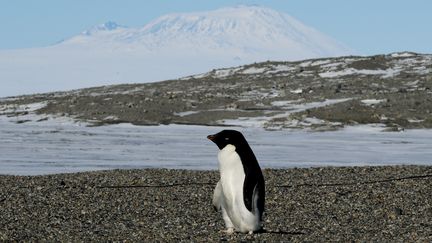 Réchauffement climatique : le manchot Adélie victime de la hausse des températures