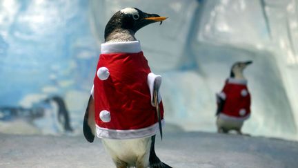 Des pengouins sont d&eacute;guis&eacute;s en p&egrave;re No&euml;l au parc aquatique de Tianjin (Chine), le 21 d&eacute;cembre 2011. (CHINAFOTOPRESS / MAXPPP)