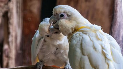 Parcs animaliers : le royaume des oiseaux