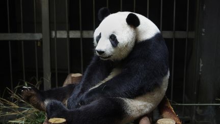 La femelle panda&nbsp;Ai Hin dans son enclos sp&eacute;cial, le 17 juillet 2014, &agrave; Chengdu, dans le Sichuan (Chine). ( AFP )