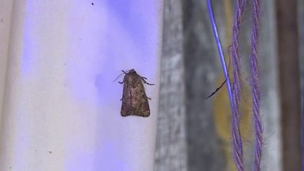 Dordogne : à la découverte des surprenants papillons de nuit