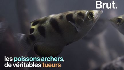 Ils sont minuscules et pourtant, certains petits poissons sont de véritables tueurs. Parmi eux : le redoutable poisson archer.