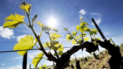 Les vignes de Chablis, dans l'Yonne, sous le soleil le 15 mai 2017. (MAXPPP)