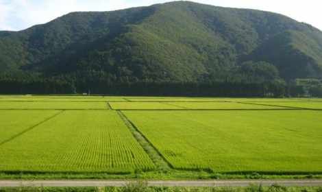 Champs de riz&nbsp;à&nbsp;Aizu, Japon (DR)